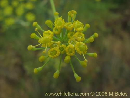 Bild von Foeniculum vulgare (Hinojo). Klicken Sie, um den Ausschnitt zu vergrössern.